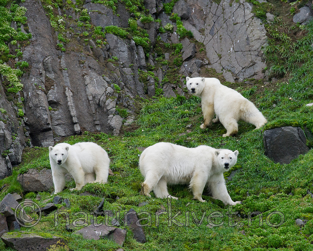 BB_20160721_0529 / Ursus maritimus / Isbjørn