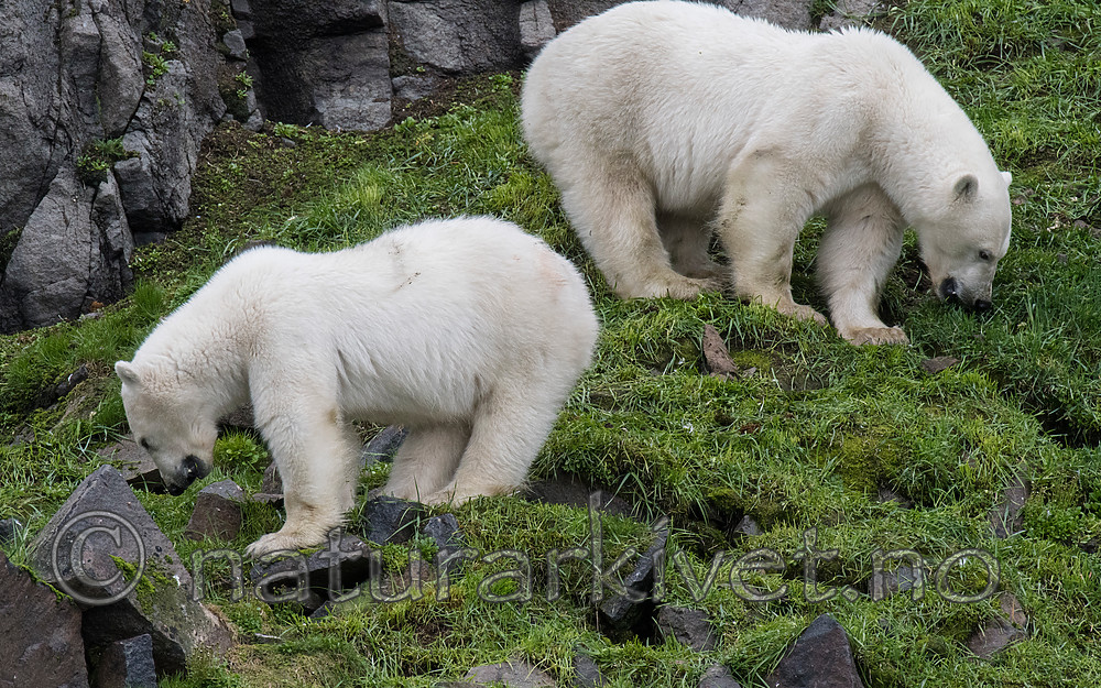 BB_20160721_0538 / Ursus maritimus / Isbjørn