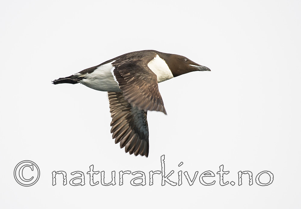 BB_20160721_0769 / Uria lomvia / Polarlomvi