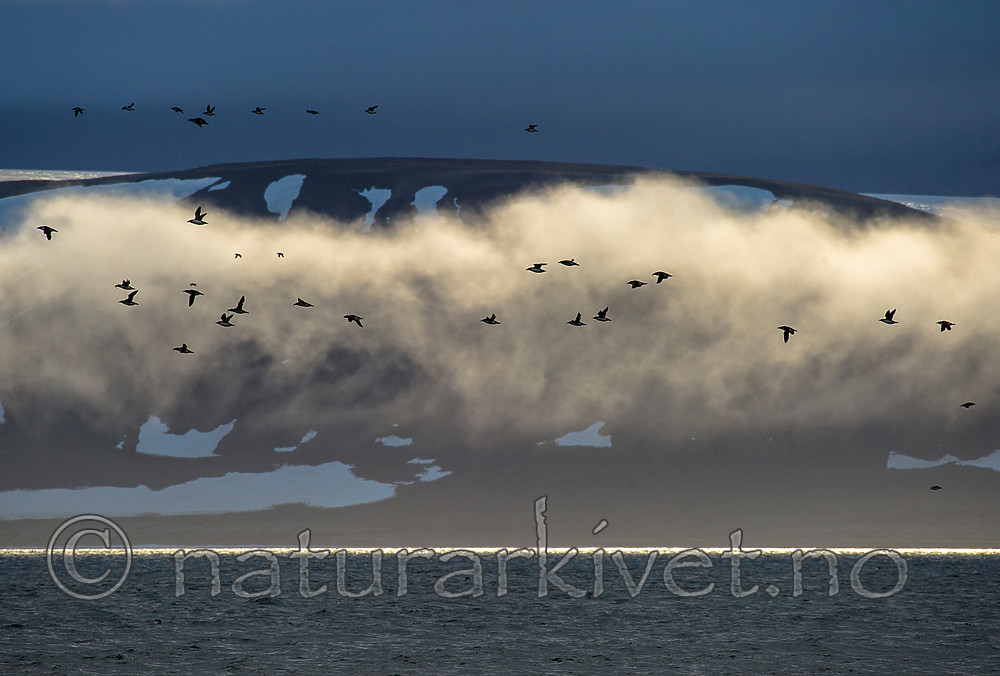 BB_20160722_0221 / Uria lomvia / Polarlomvi