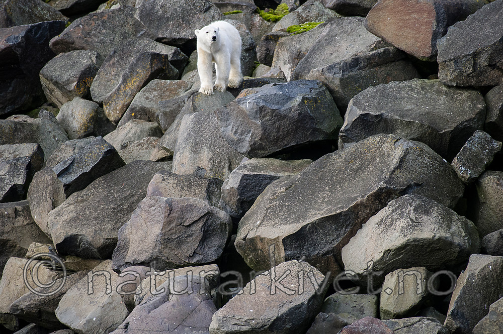BB_20160722_0340 / Ursus maritimus / Isbjørn