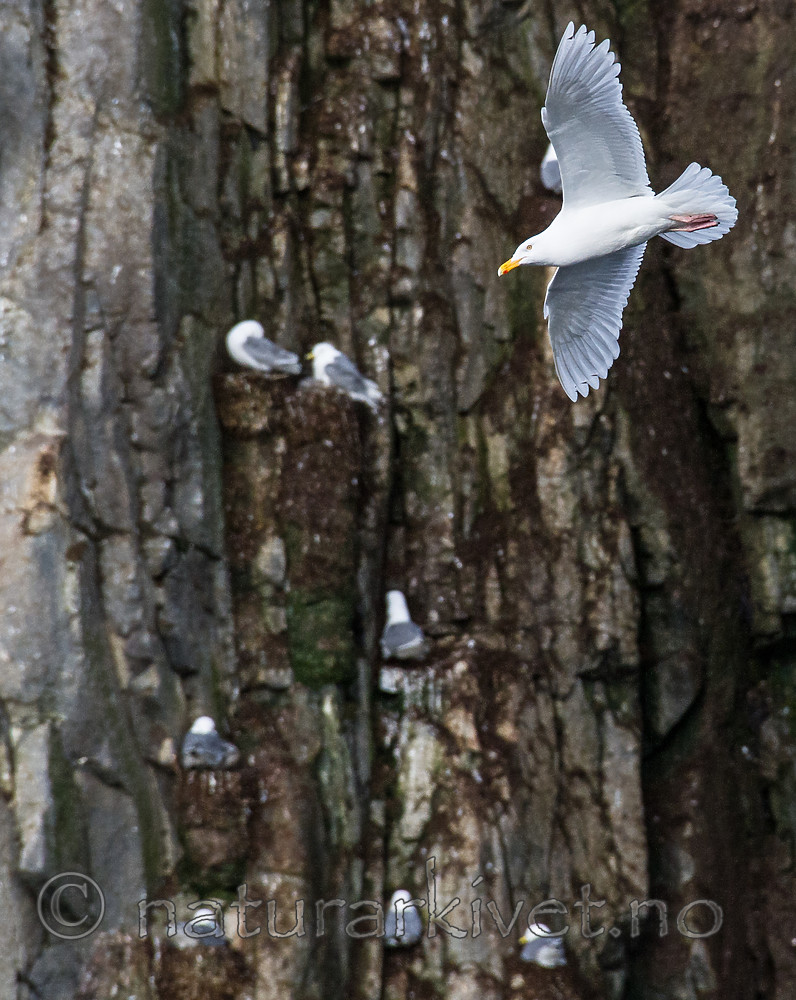 BB_20160722_0481 / Larus hyperboreus / Polarmåke <br /> Uria lomvia / Polarlomvi