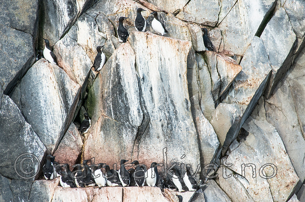 BB_20160722_0613 / Uria lomvia / Polarlomvi