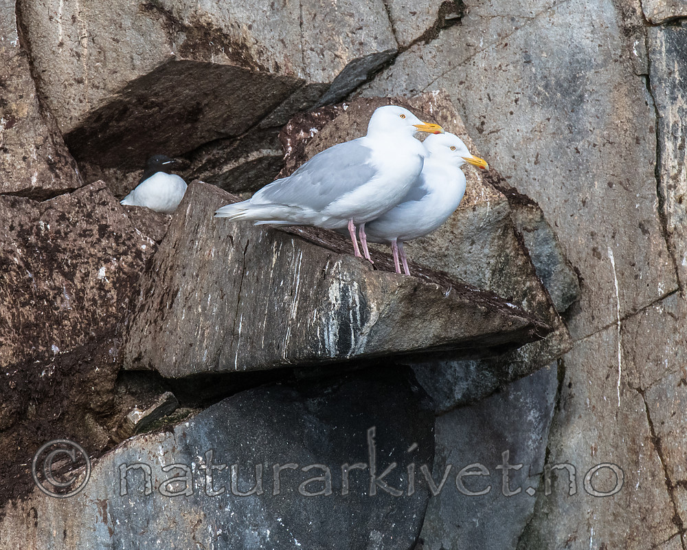BB_20160722_0705 / Larus hyperboreus / Polarmåke <br /> Uria lomvia / Polarlomvi