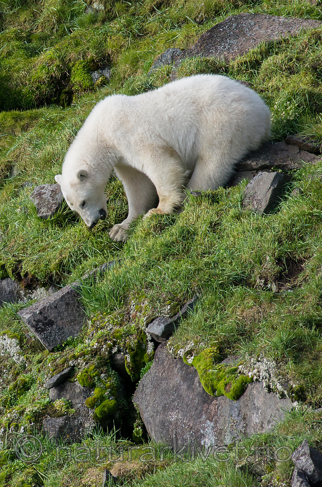 BB_20160722_0726 / Ursus maritimus / Isbjørn