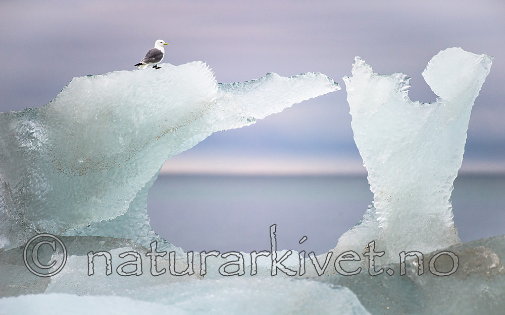 BB_20160723_0020 / Rissa tridactyla / Krykkje