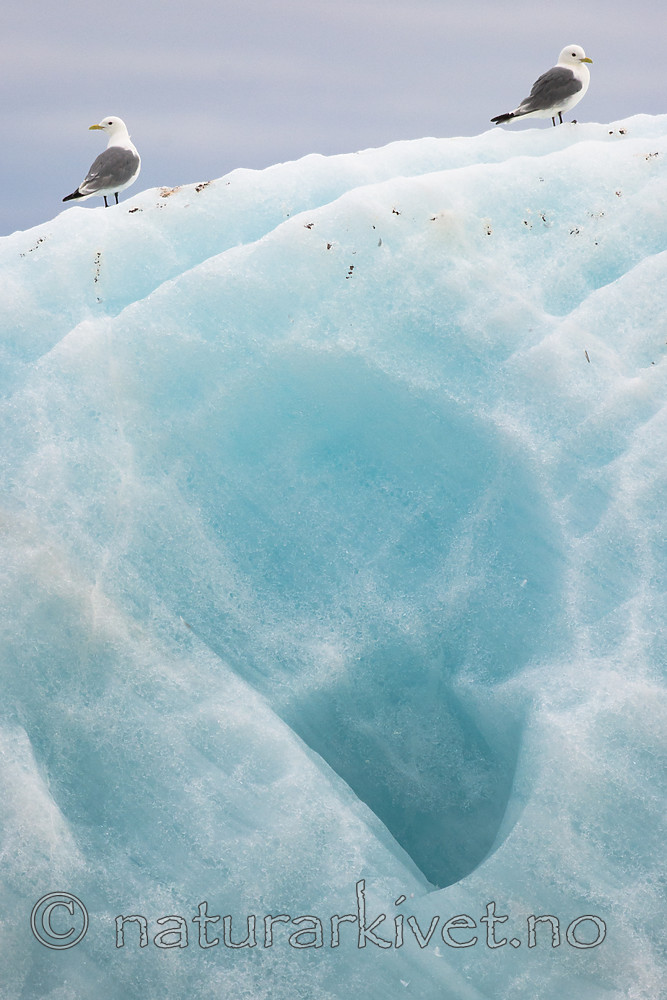 BB_20160723_0029 / Rissa tridactyla / Krykkje