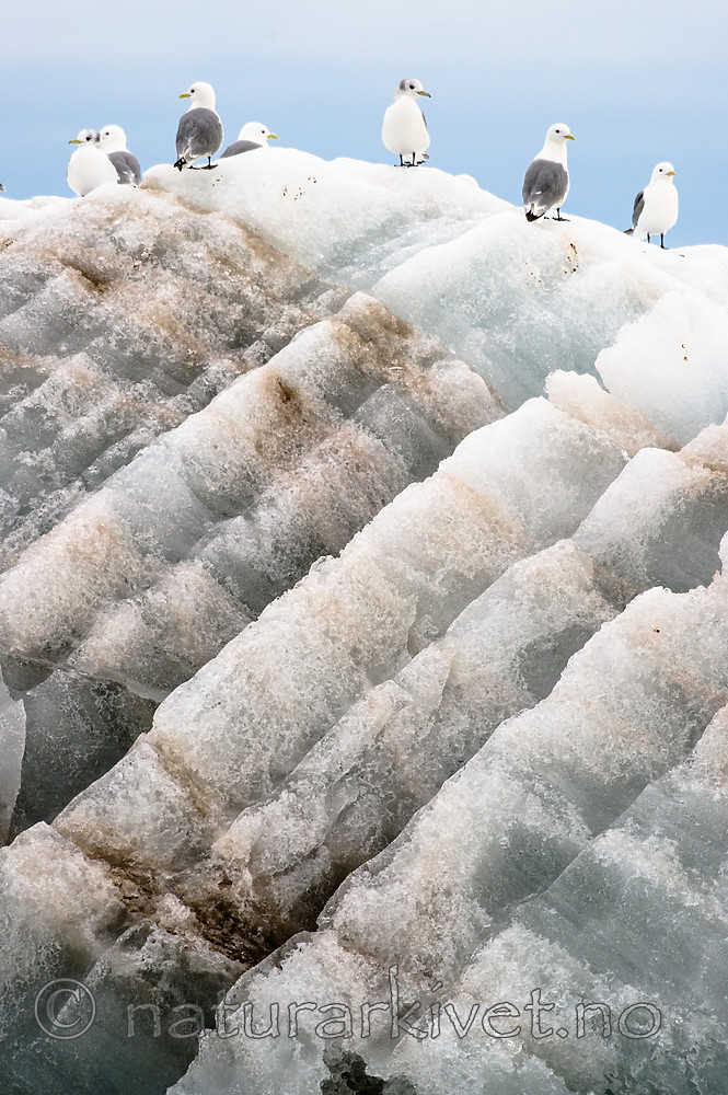 BB_20160723_0032 / Rissa tridactyla / Krykkje