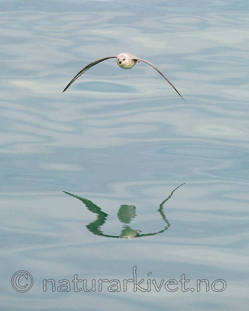 BB_20160723_0064 / Fulmarus glacialis / Havhest