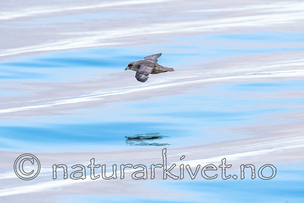 BB_20160723_0125 / Fulmarus glacialis / Havhest