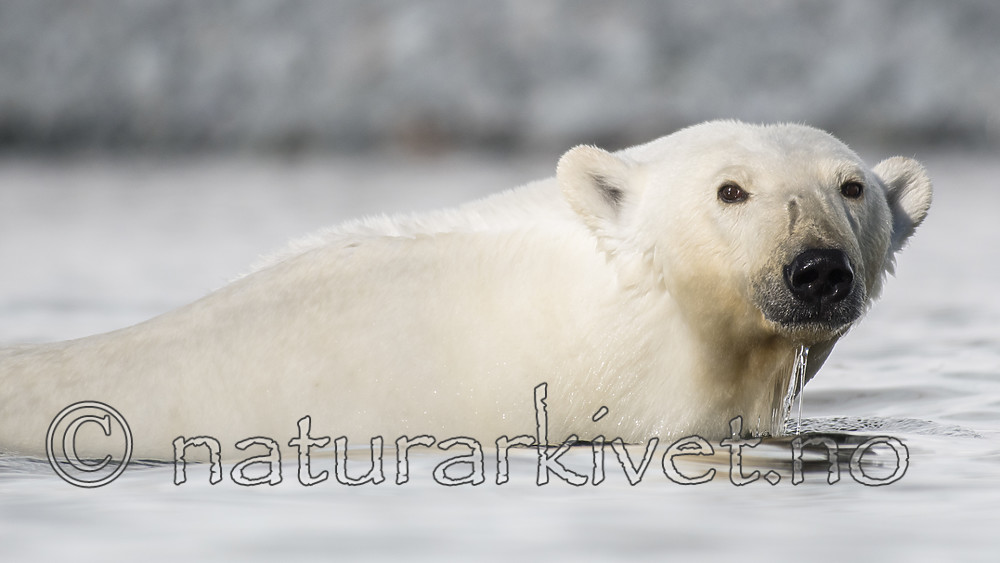 BB_20160723_0418 / Ursus maritimus / Isbjørn