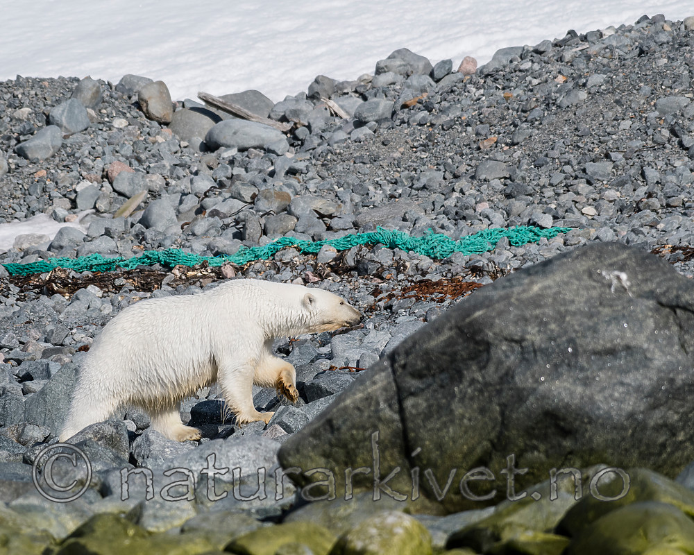 BB_20160723_0451 / Ursus maritimus / Isbjørn