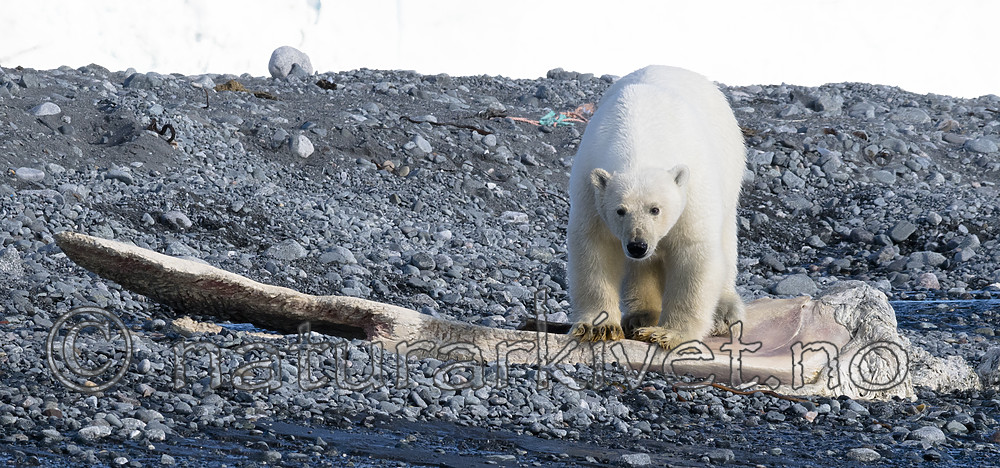 BB_20160723_0517 / Ursus maritimus / Isbjørn