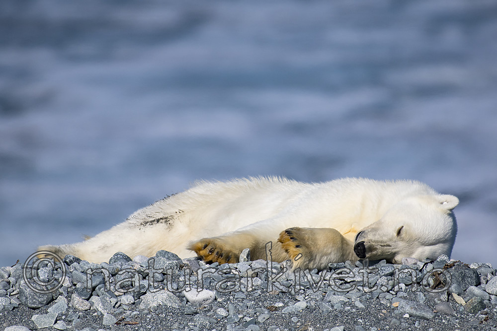 BB_20160723_0524 / Ursus maritimus / Isbjørn