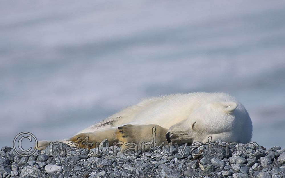 BB_20160723_0532 / Ursus maritimus / Isbjørn