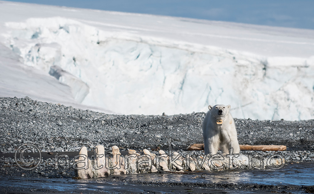 BB_20160723_0655 / Ursus maritimus / Isbjørn