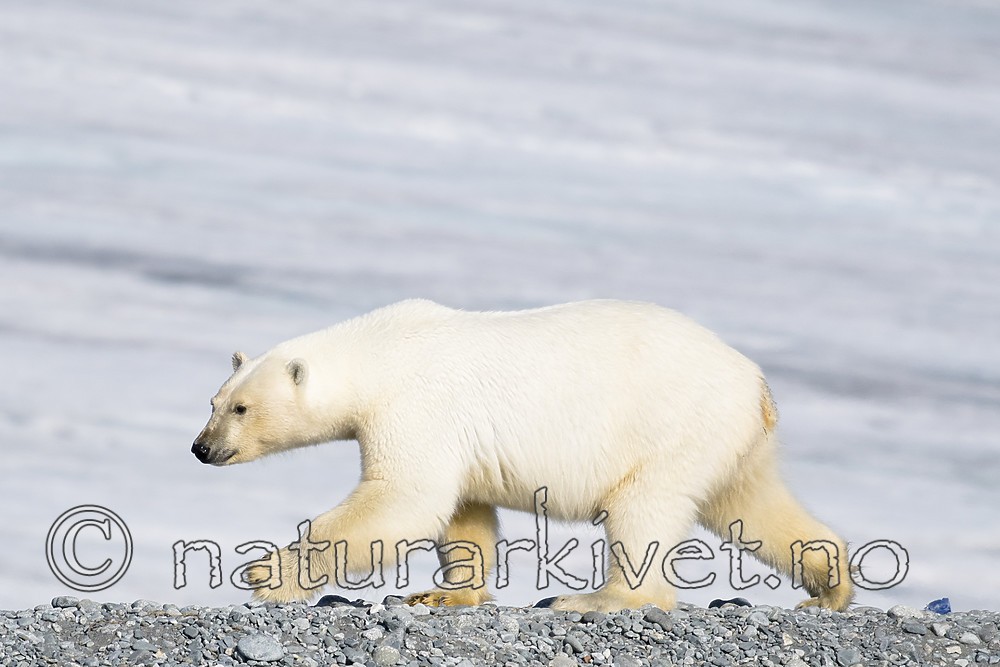 BB_20160723_0681 / Ursus maritimus / Isbjørn