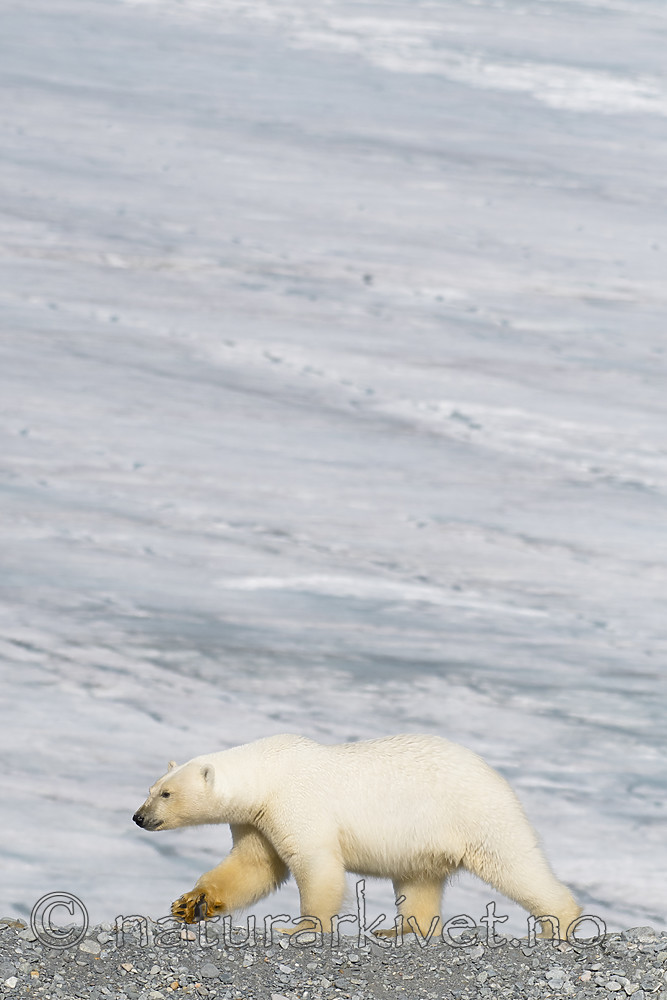BB_20160723_0689 / Ursus maritimus / Isbjørn