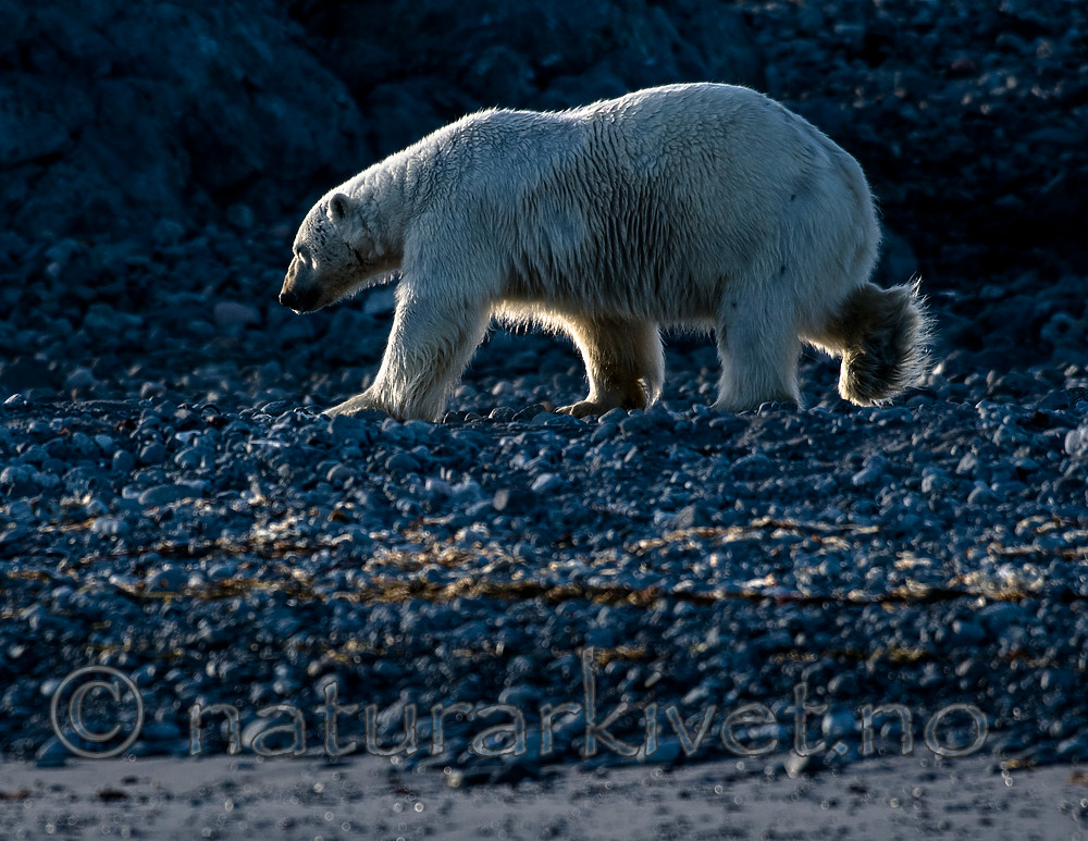 BB_20160723_0751 / Ursus maritimus / Isbjørn