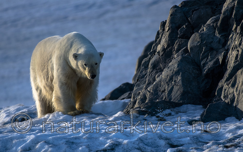 BB_20160723_0783 / Ursus maritimus / Isbjørn