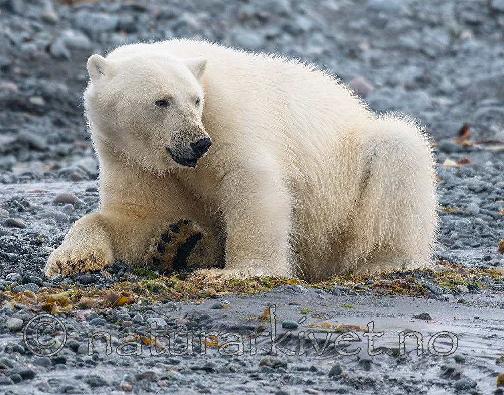BB_20160724_0047 / Ursus maritimus / Isbjørn