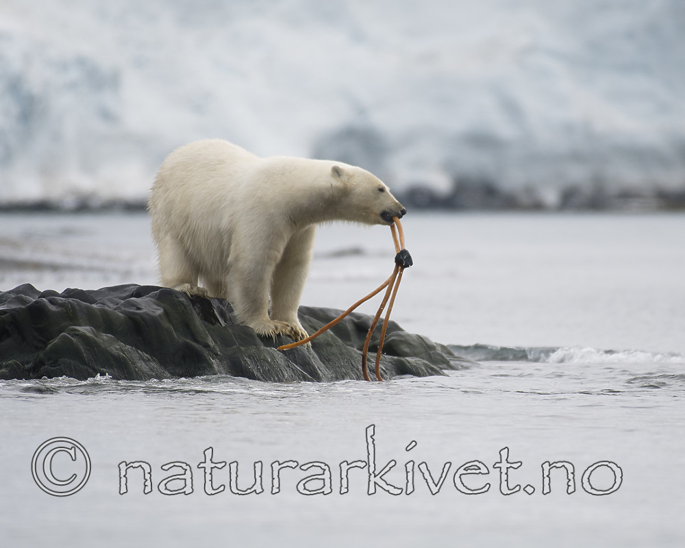 BB_20160724_0131 / Ursus maritimus / Isbjørn