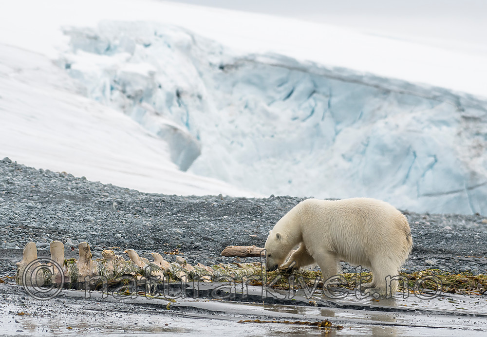 BB_20160724_0161 / Ursus maritimus / Isbjørn