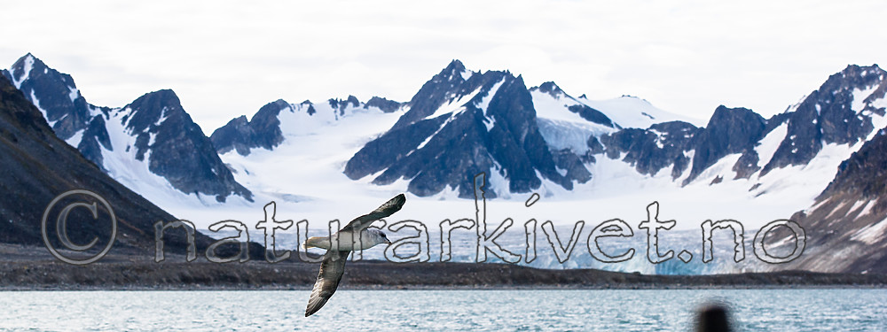 BB_20160726_0034 / Fulmarus glacialis / Havhest