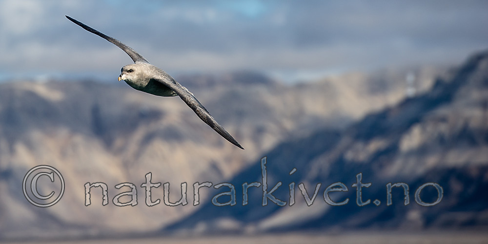 BB_20160726_0138 / Fulmarus glacialis / Havhest