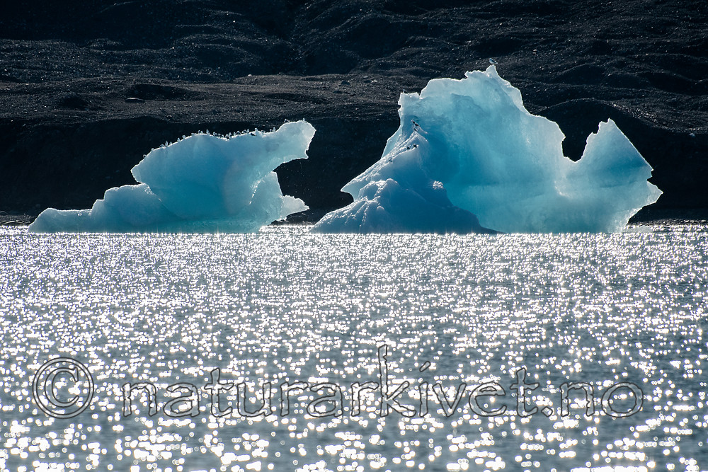 BB_20160726_0210 / Rissa tridactyla / Krykkje