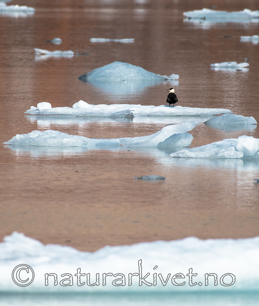 BB_20160726_0313 / Stercorarius parasiticus / Tyvjo