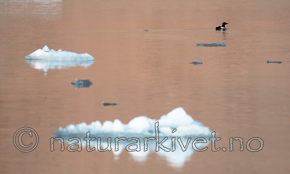 BB_20160726_0315 / Cepphus grylle / Teist