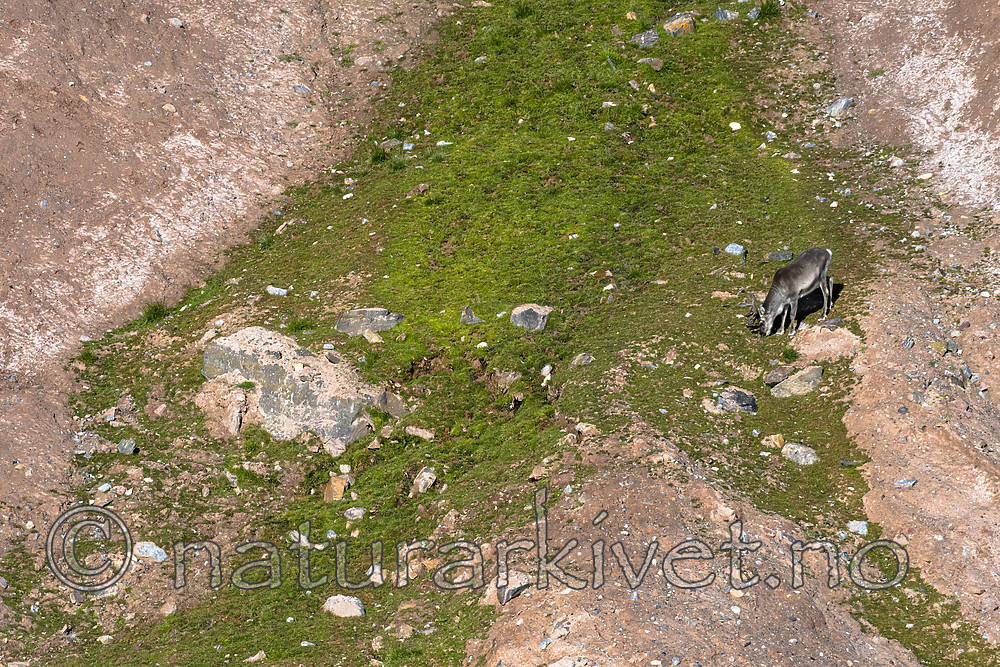 BB_20160726_0364 / Rangifer tarandus platyrhynchus / Svalbardrein