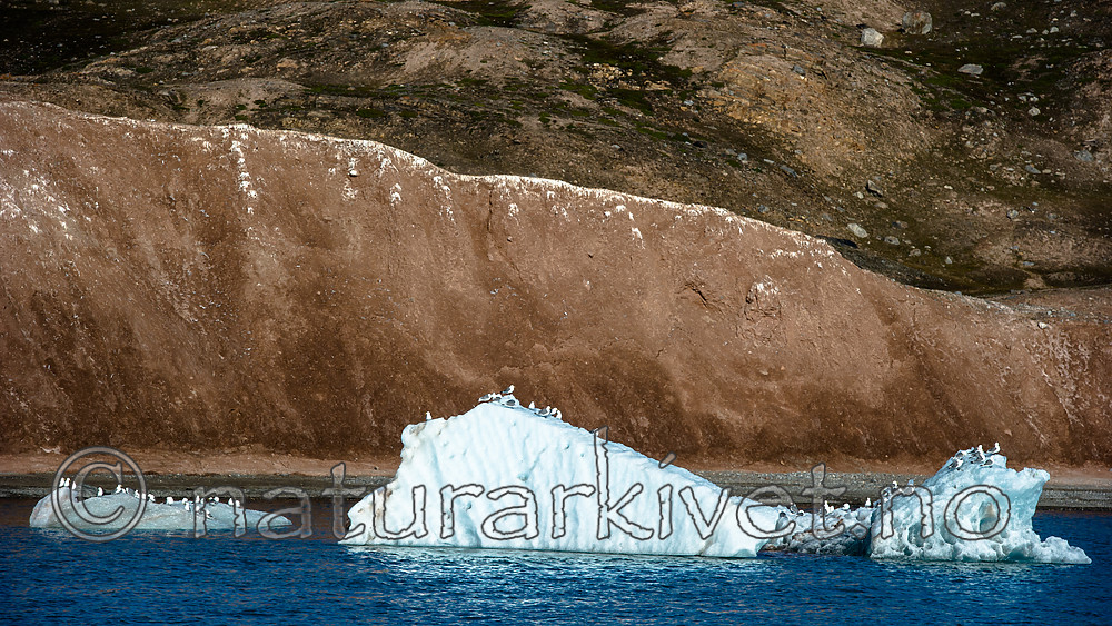 BB_20160726_0366 / Rissa tridactyla / Krykkje