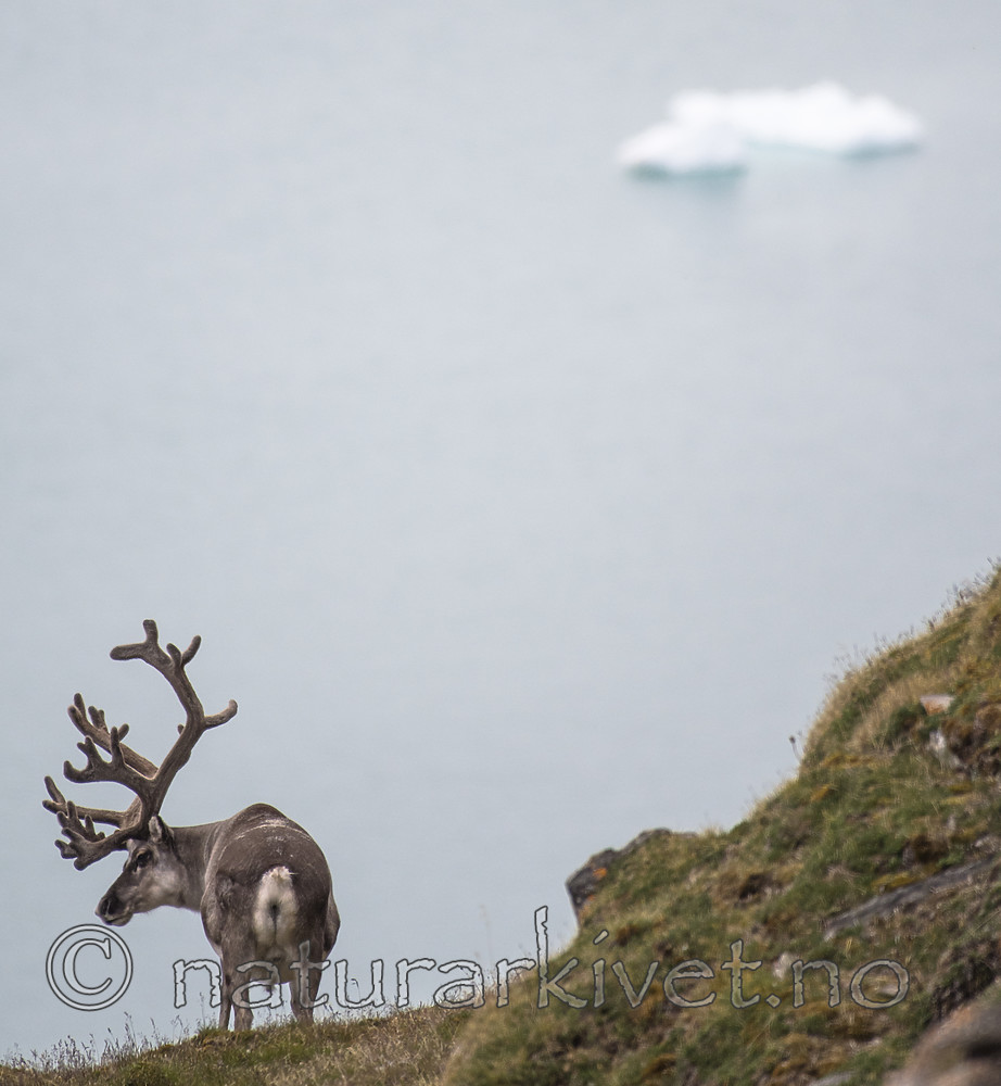 BB_20160726_0473 / Rangifer tarandus platyrhynchus / Svalbardrein
