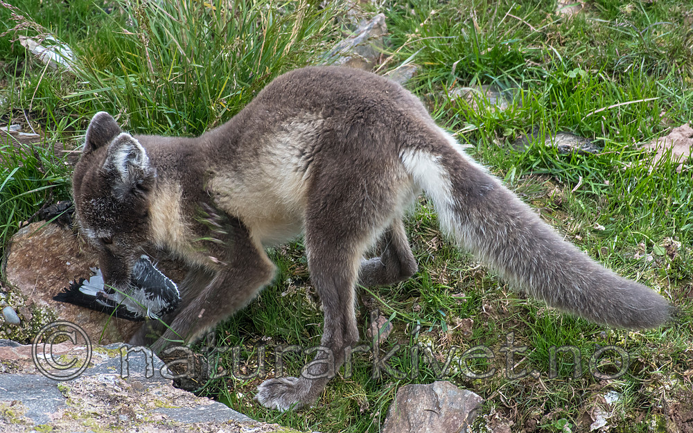 BB_20160726_0502 / Rissa tridactyla / Krykkje <br /> Vulpes lagopus / Fjellrev