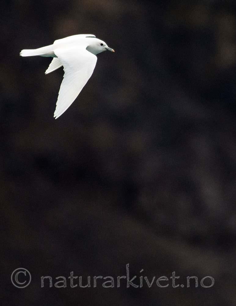 BB_20160727_0142-2 / Pagophila eburnea / Ismåke