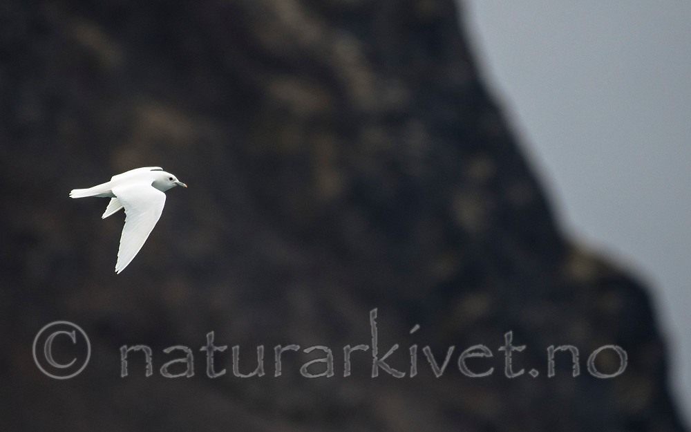 BB_20160727_0142 / Pagophila eburnea / Ismåke