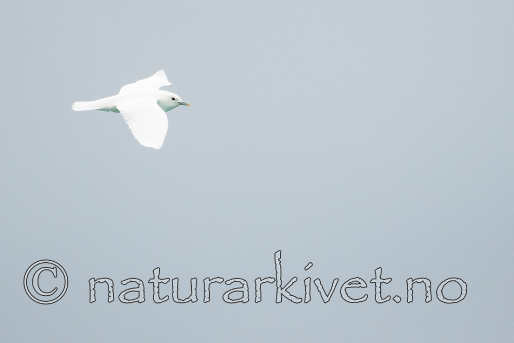 BB_20160727_0144 / Pagophila eburnea / Ismåke