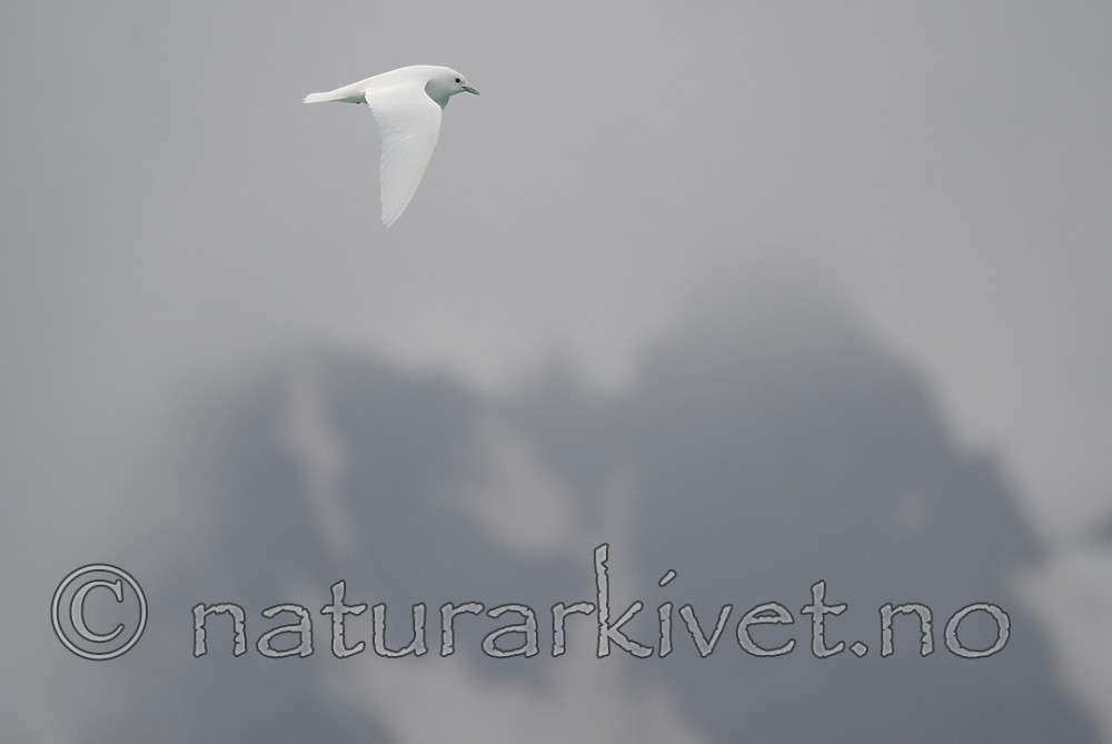 BB_20160727_0147 / Pagophila eburnea / Ismåke