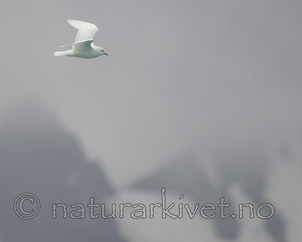 BB_20160727_0148 / Pagophila eburnea / Ismåke