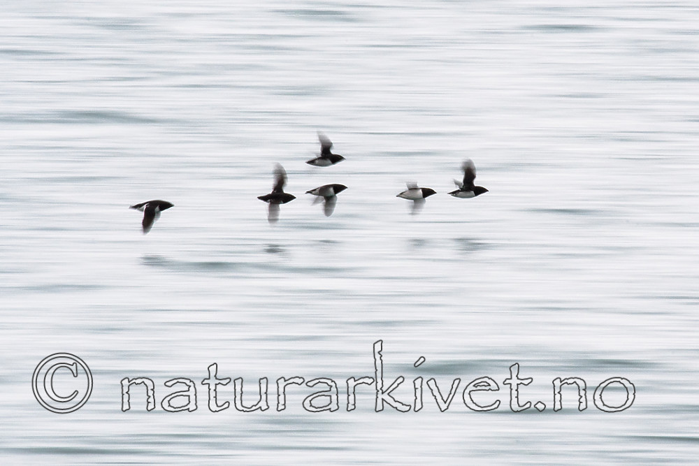 BB_20160727_0249 / Alle alle / Alkekonge