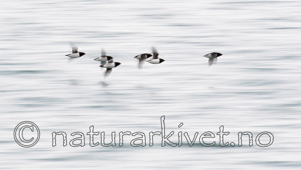 BB_20160727_0254 / Alle alle / Alkekonge