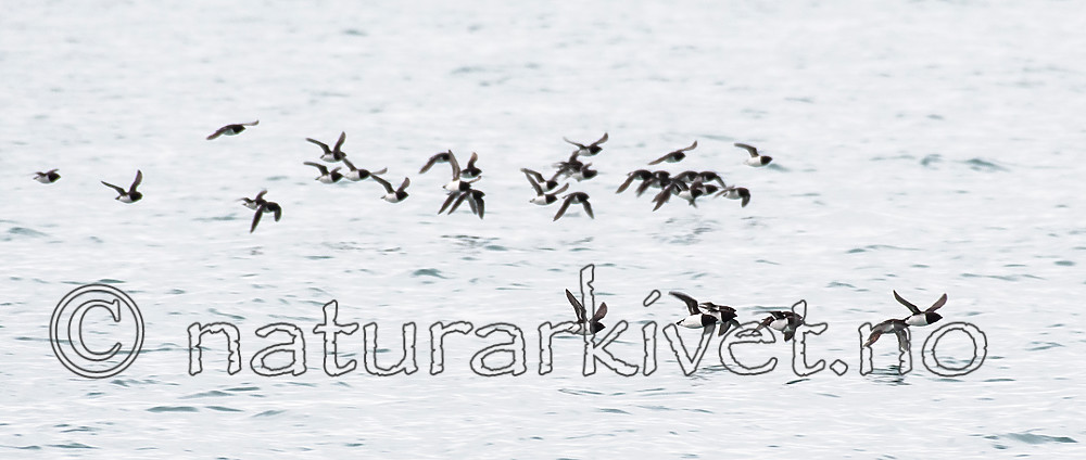 BB_20160727_0258 / Alle alle / Alkekonge