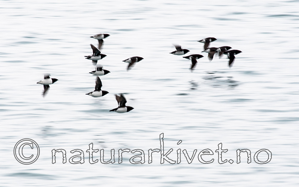 BB_20160727_0266 / Alle alle / Alkekonge