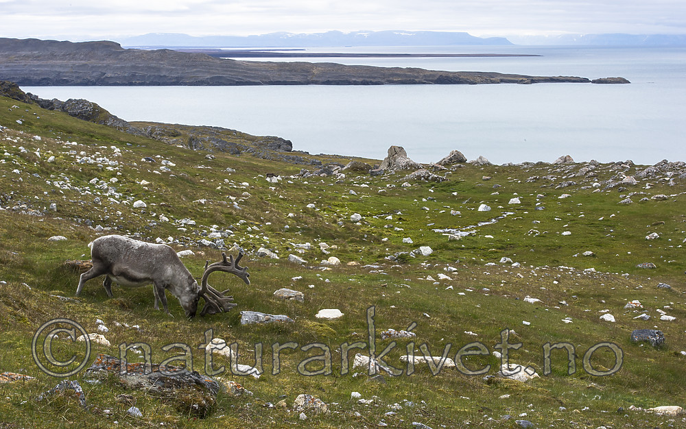 BB_20160728_0069 / Rangifer tarandus platyrhynchus / Svalbardrein