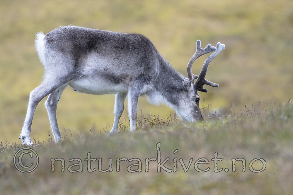 BB_20160728_0088 / Rangifer tarandus platyrhynchus / Svalbardrein