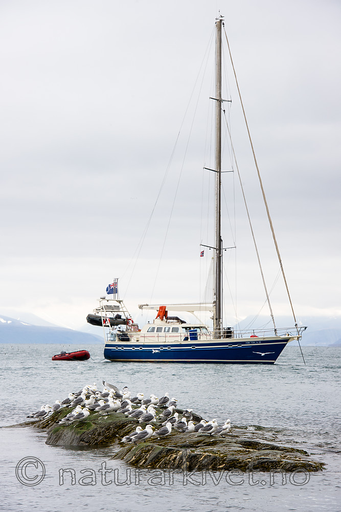 BB_20160728_0103 / Rissa tridactyla / Krykkje