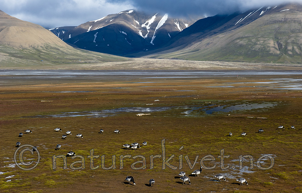 BB_20160729_0013 / Branta leucopsis / Hvitkinngås