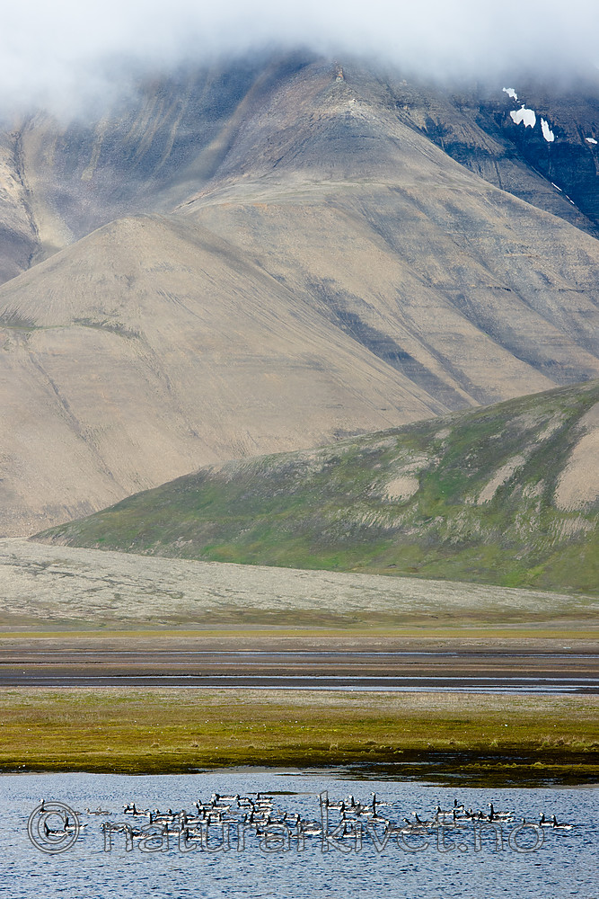 BB_20160729_0029 / Branta leucopsis / Hvitkinngås